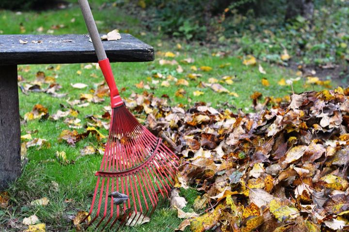 A red rake in a pile of autumn leaves